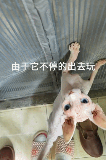 【宠物】小姐姐旅游半个月,回家发现无毛猫变色了,急得发帖求助,网友一看图就破案...(组图) - 7