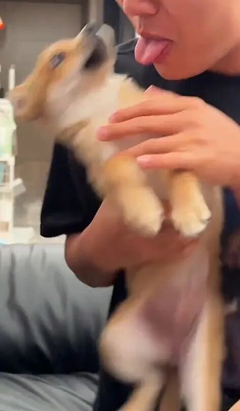 【宠物】狗子狂舔主人十分钟表示爱意,主人忍无可忍后反击,狗子:妈妈呀我不干净了!(组图) - 11