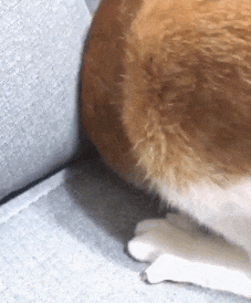 【宠物】阿比猫的头死死卡在新家柜子里，主人折腾到凌晨实在没招了（组图） - 5