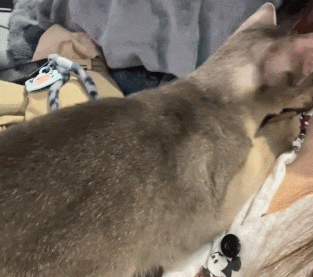 【宠物】阿比猫的头死死卡在新家柜子里，主人折腾到凌晨实在没招了（组图） - 21