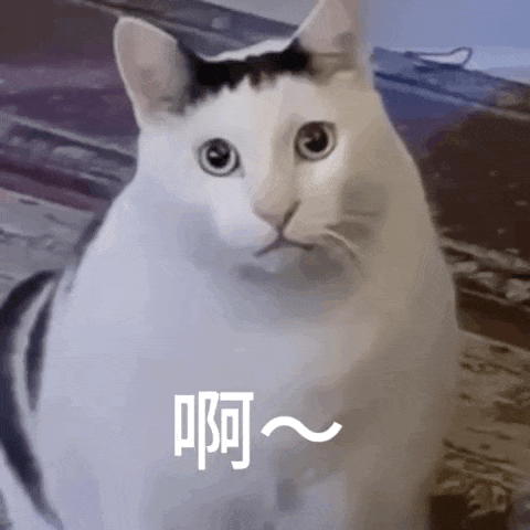 【宠物】阿比猫的头死死卡在新家柜子里，主人折腾到凌晨实在没招了（组图） - 22