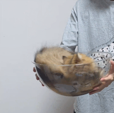 【宠物】阿比猫的头死死卡在新家柜子里，主人折腾到凌晨实在没招了（组图） - 2