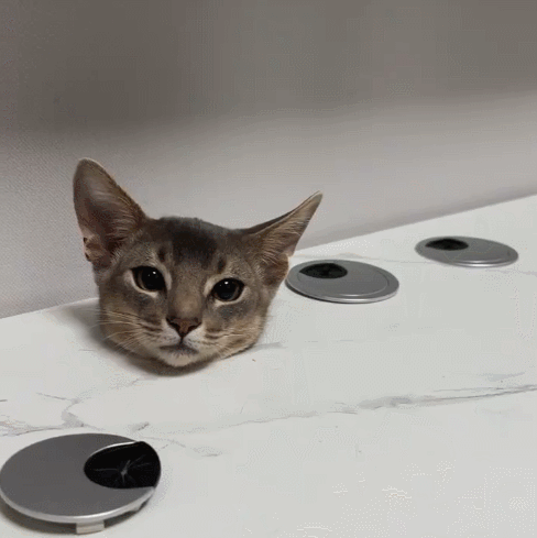 【宠物】阿比猫的头死死卡在新家柜子里，主人折腾到凌晨实在没招了（组图） - 17