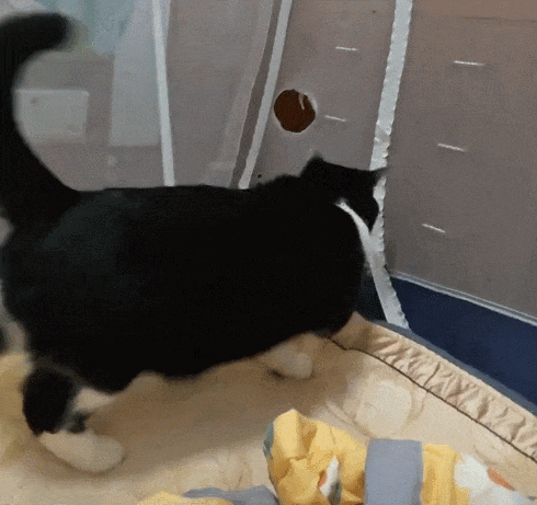 【宠物】阿比猫的头死死卡在新家柜子里，主人折腾到凌晨实在没招了（组图） - 9