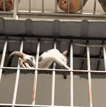 【宠物】阿比猫的头死死卡在新家柜子里，主人折腾到凌晨实在没招了（组图） - 1