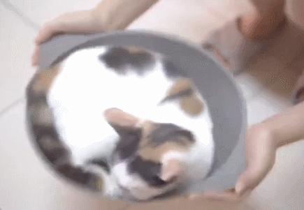 【宠物】阿比猫的头死死卡在新家柜子里，主人折腾到凌晨实在没招了（组图） - 3