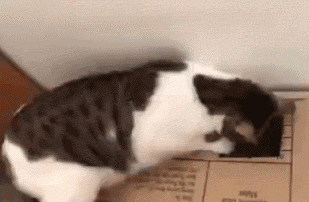 【宠物】阿比猫的头死死卡在新家柜子里，主人折腾到凌晨实在没招了（组图） - 10