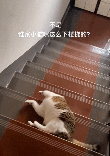 【宠物】阿比猫的头死死卡在新家柜子里，主人折腾到凌晨实在没招了（组图） - 6