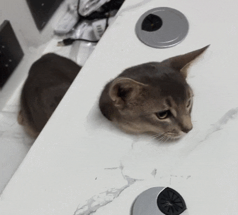 【宠物】阿比猫的头死死卡在新家柜子里，主人折腾到凌晨实在没招了（组图） - 18