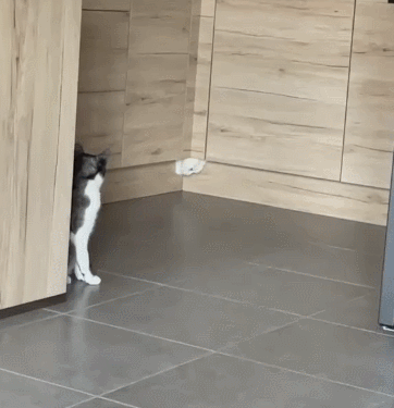 【宠物】阿比猫的头死死卡在新家柜子里，主人折腾到凌晨实在没招了（组图） - 4