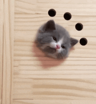 【宠物】阿比猫的头死死卡在新家柜子里，主人折腾到凌晨实在没招了（组图） - 23