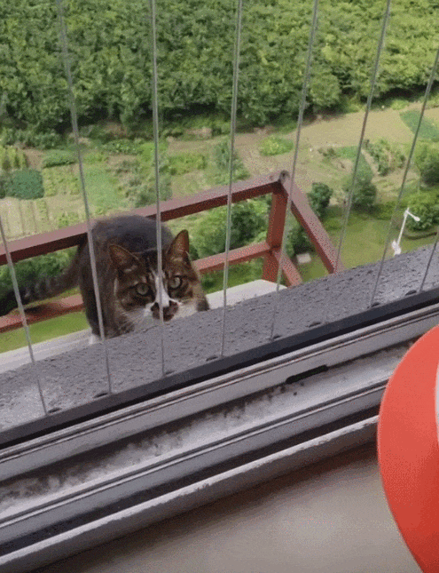 【宠物】阿比猫的头死死卡在新家柜子里，主人折腾到凌晨实在没招了（组图） - 13