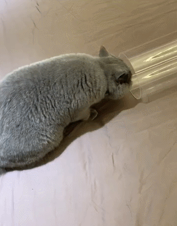 【宠物】阿比猫的头死死卡在新家柜子里，主人折腾到凌晨实在没招了（组图） - 8