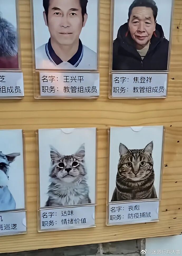【宠物】主人将去世小猫埋在山上，2年后重返墓地，竟出现一只一模一样的猫（组图） - 20
