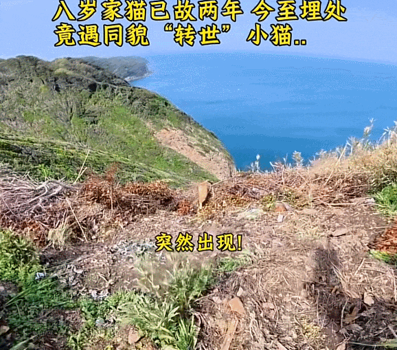 【宠物】主人将去世小猫埋在山上，2年后重返墓地，竟出现一只一模一样的猫（组图） - 32