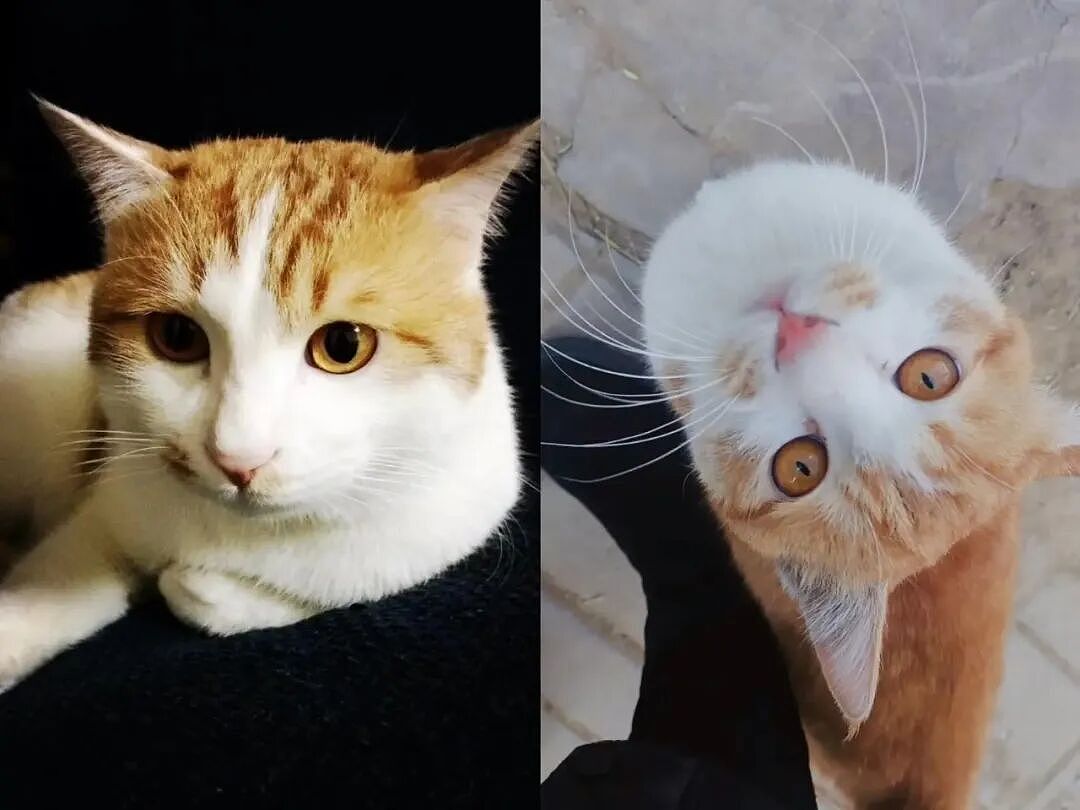 【宠物】主人将去世小猫埋在山上，2年后重返墓地，竟出现一只一模一样的猫（组图） - 40