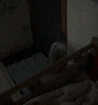 【宠物】主人将去世小猫埋在山上，2年后重返墓地，竟出现一只一模一样的猫（组图） - 8