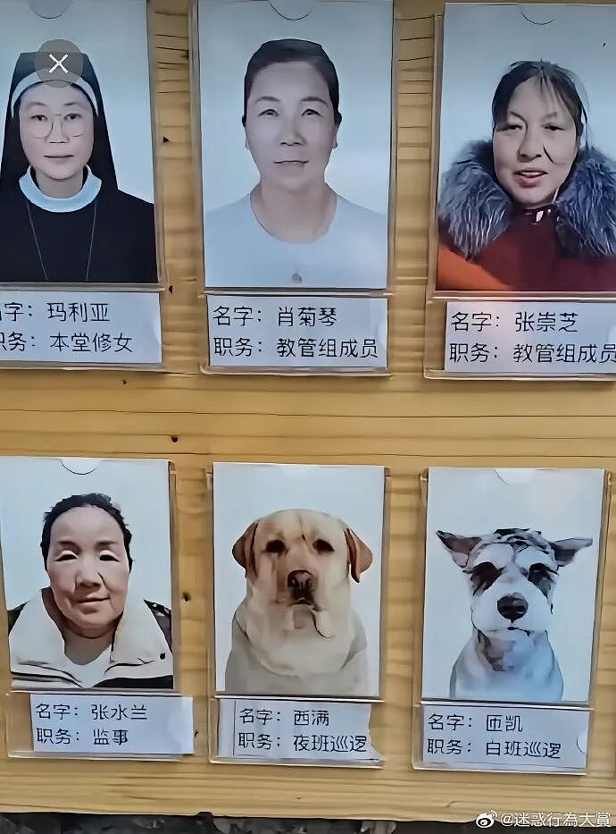 【宠物】主人将去世小猫埋在山上，2年后重返墓地，竟出现一只一模一样的猫（组图） - 19