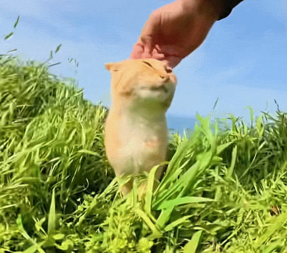 【宠物】主人将去世小猫埋在山上，2年后重返墓地，竟出现一只一模一样的猫（组图） - 33