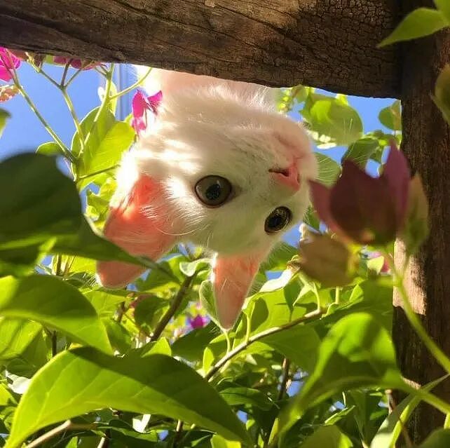 治愈抑郁症的动物 | 50 张可爱猫咪的照片，让人快乐自信、压力更少、睡眠质量更好（组图） - 8