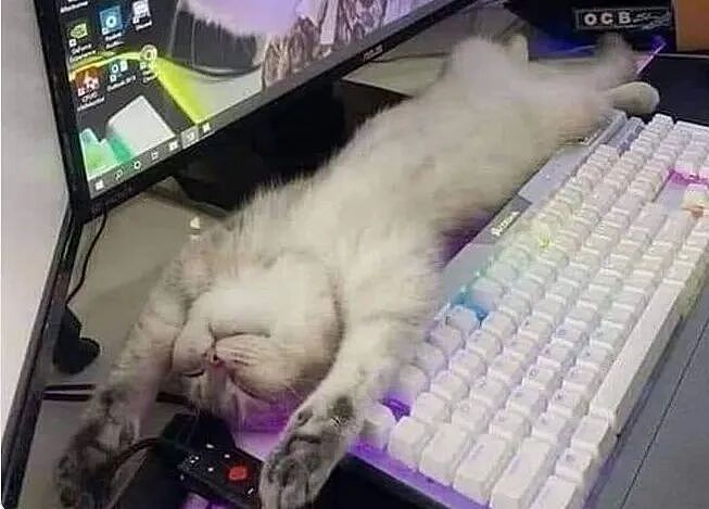 治愈抑郁症的动物 | 50 张可爱猫咪的照片，让人快乐自信、压力更少、睡眠质量更好（组图） - 36