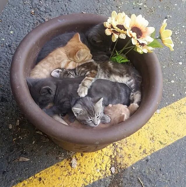治愈抑郁症的动物 | 50 张可爱猫咪的照片，让人快乐自信、压力更少、睡眠质量更好（组图） - 31