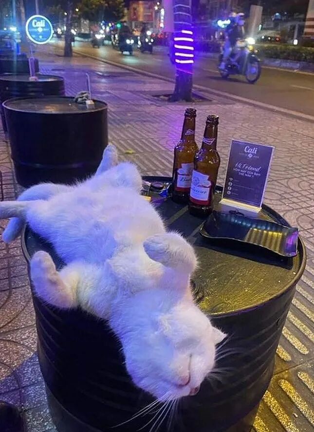 治愈抑郁症的动物 | 50 张可爱猫咪的照片，让人快乐自信、压力更少、睡眠质量更好（组图） - 46