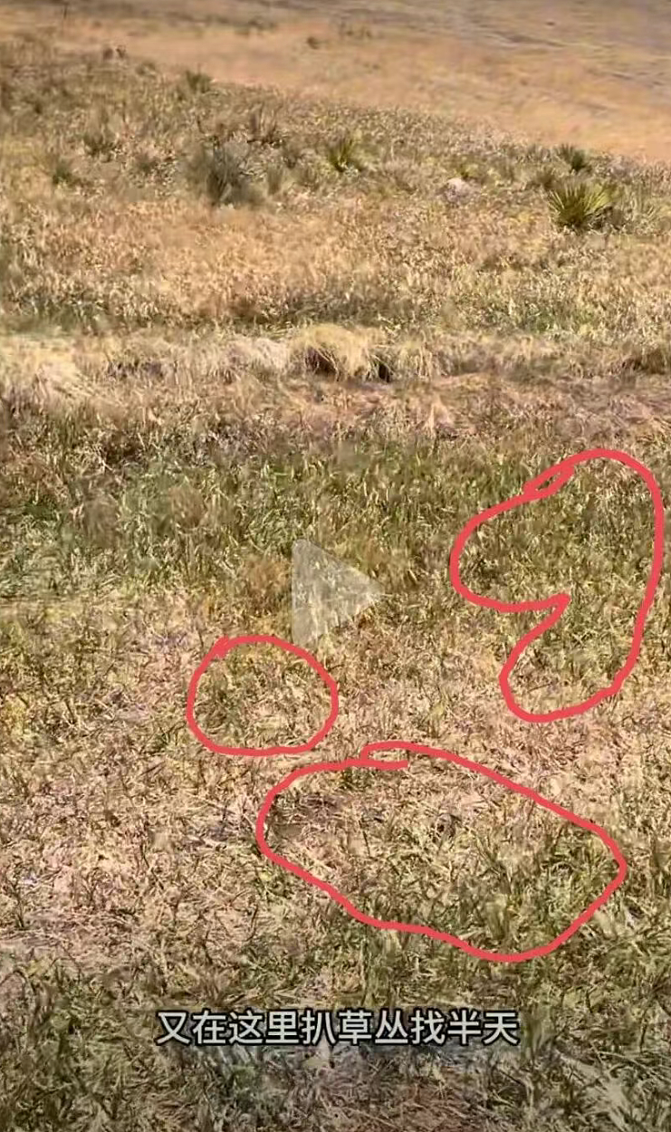 女生查旅游攻略却被AI带入剧毒蛇窝！现场视频遍地响尾蛇太骇人（视频/组图） - 13