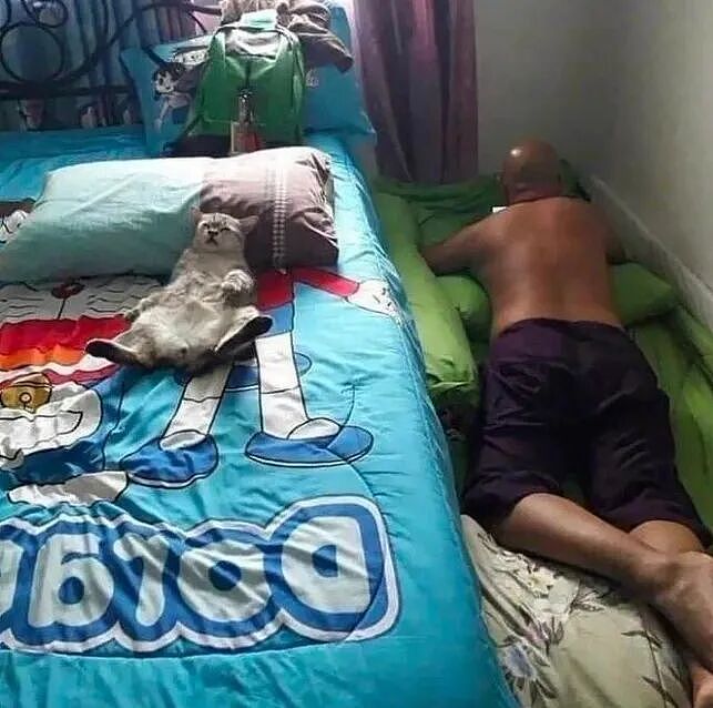 治愈抑郁症的动物 | 50 张可爱猫咪的照片，让人快乐自信、压力更少、睡眠质量更好（组图） - 38