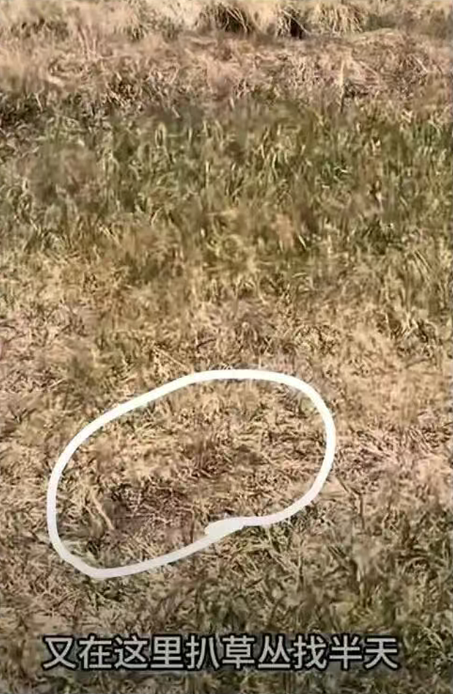 女生查旅游攻略却被AI带入剧毒蛇窝！现场视频遍地响尾蛇太骇人（视频/组图） - 10
