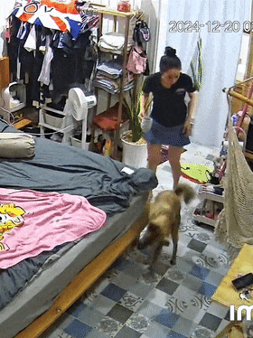【宠物】狗子翻身不小心滚下床,但它为了缓解尴尬假装有人陷害自己...(组图) - 2