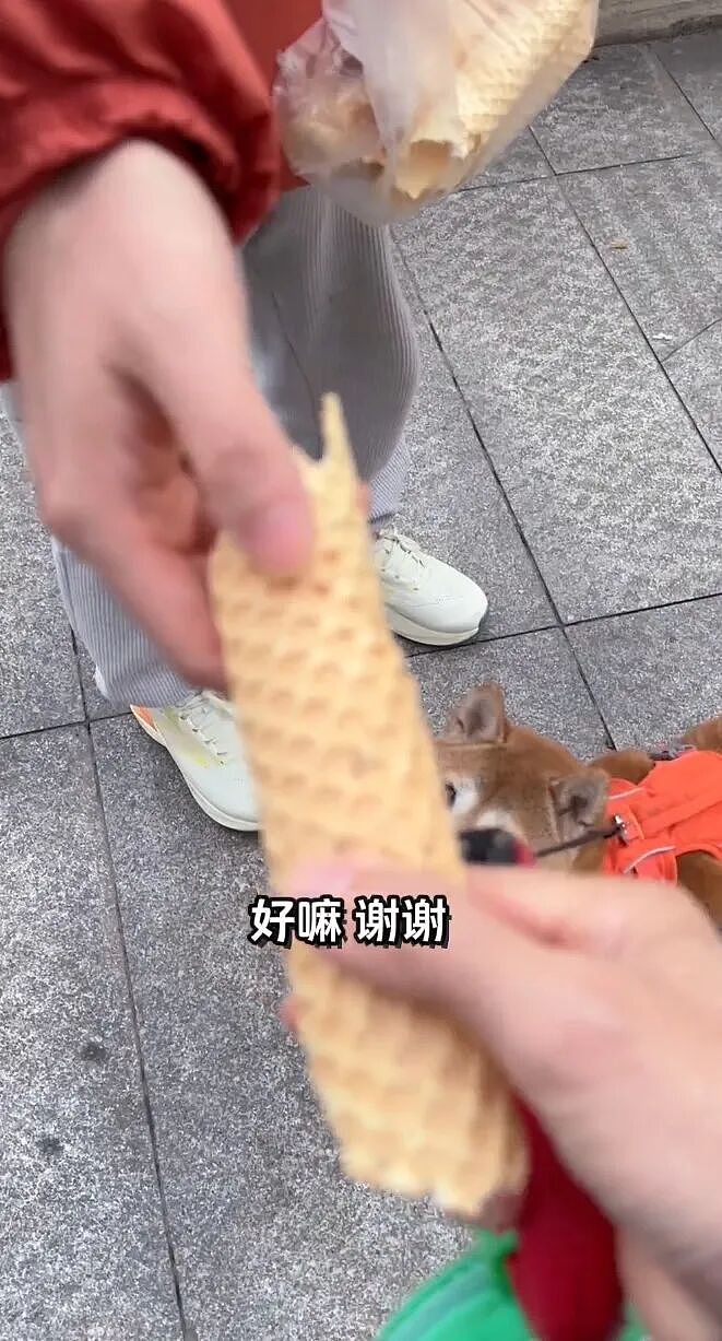 【宠物】大馋狗尾随路人讨要蛋卷，路人心软给出一大根，结果蛋卷被狗主人吃了…狗子敢怒不敢言（组图） - 12