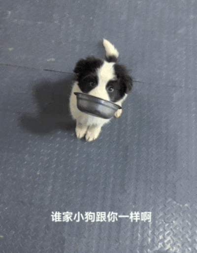 【宠物】大馋狗尾随路人讨要蛋卷，路人心软给出一大根，结果蛋卷被狗主人吃了…狗子敢怒不敢言（组图） - 16