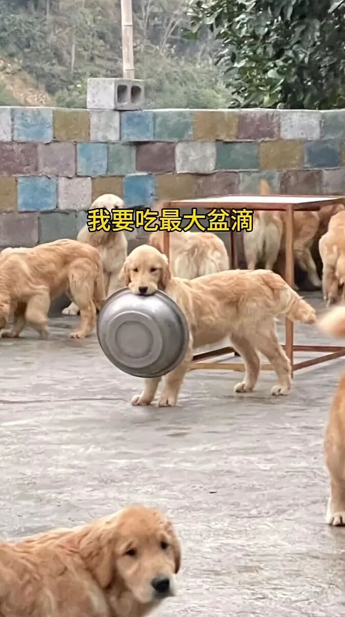 【宠物】大馋狗尾随路人讨要蛋卷，路人心软给出一大根，结果蛋卷被狗主人吃了…狗子敢怒不敢言（组图） - 24