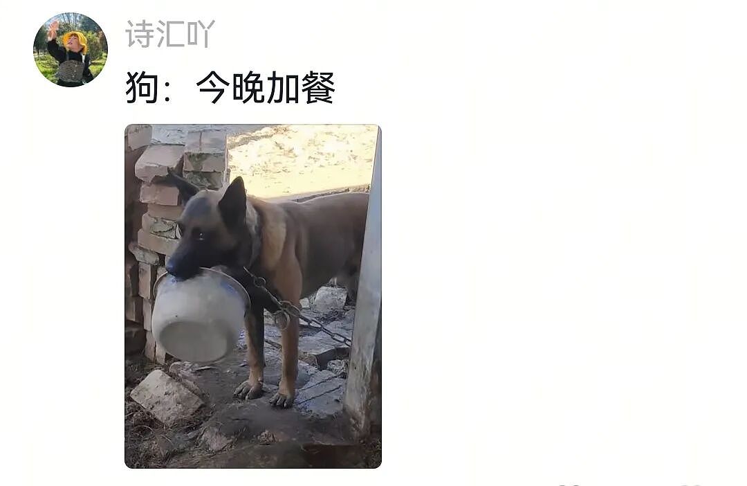 【宠物】大馋狗尾随路人讨要蛋卷，路人心软给出一大根，结果蛋卷被狗主人吃了…狗子敢怒不敢言（组图） - 7