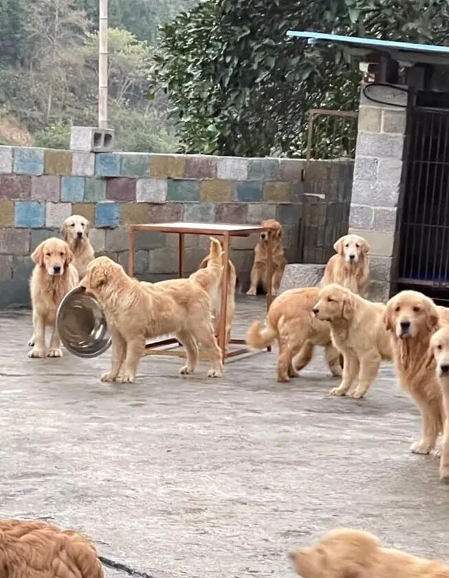 【宠物】大馋狗尾随路人讨要蛋卷，路人心软给出一大根，结果蛋卷被狗主人吃了…狗子敢怒不敢言（组图） - 22