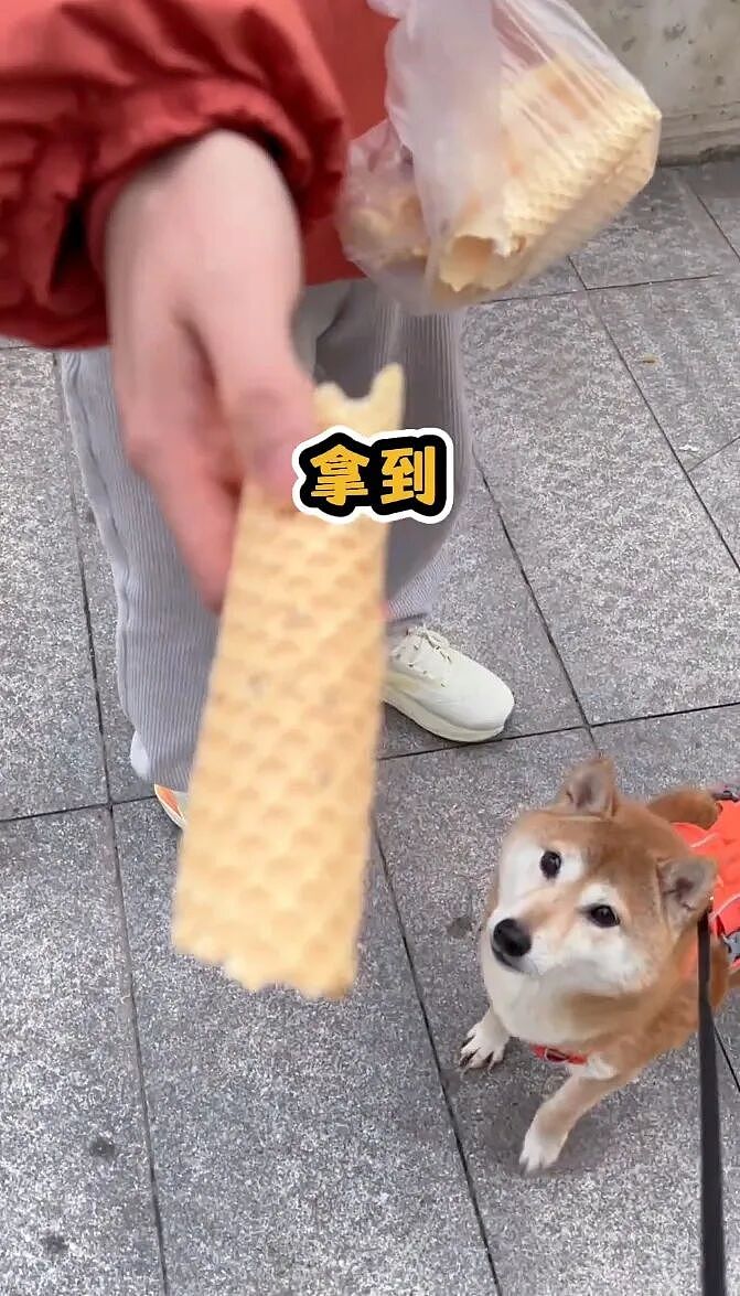 【宠物】大馋狗尾随路人讨要蛋卷，路人心软给出一大根，结果蛋卷被狗主人吃了…狗子敢怒不敢言（组图） - 11