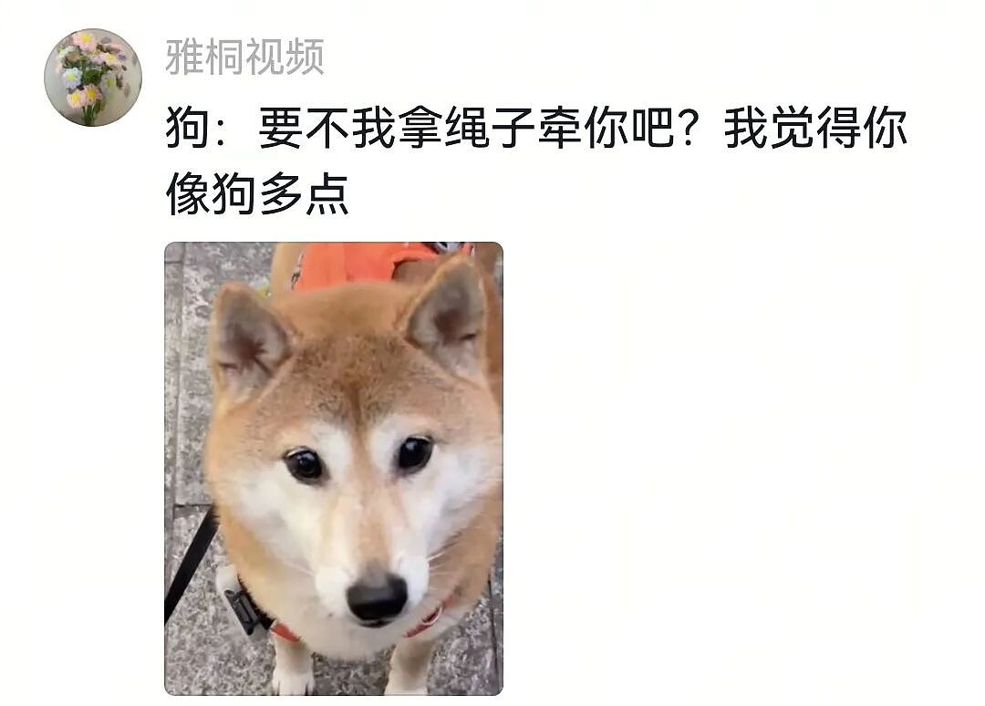 【宠物】大馋狗尾随路人讨要蛋卷，路人心软给出一大根，结果蛋卷被狗主人吃了…狗子敢怒不敢言（组图） - 13