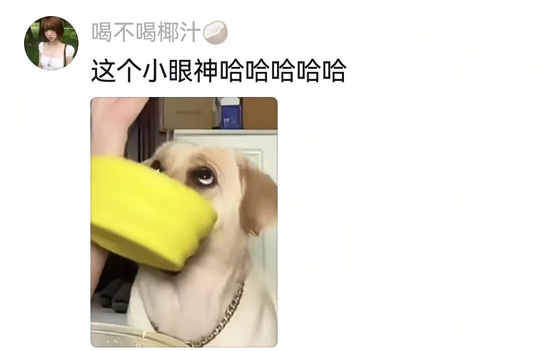 【宠物】大馋狗尾随路人讨要蛋卷，路人心软给出一大根，结果蛋卷被狗主人吃了…狗子敢怒不敢言（组图） - 19