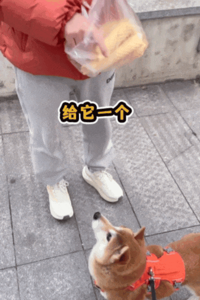 【宠物】大馋狗尾随路人讨要蛋卷，路人心软给出一大根，结果蛋卷被狗主人吃了…狗子敢怒不敢言（组图） - 10