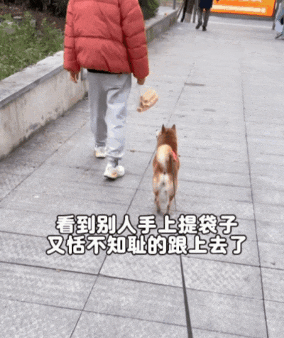 【宠物】大馋狗尾随路人讨要蛋卷，路人心软给出一大根，结果蛋卷被狗主人吃了…狗子敢怒不敢言（组图） - 9