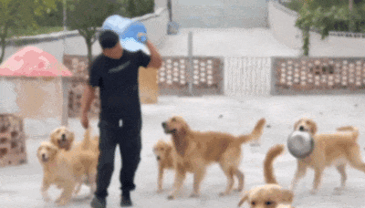【宠物】大馋狗尾随路人讨要蛋卷，路人心软给出一大根，结果蛋卷被狗主人吃了…狗子敢怒不敢言（组图） - 21