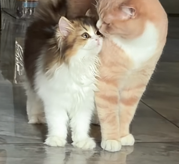 【宠物】小猫蹲地上口吐绿沫,网友以为中毒急疯…主人却无动于衷,看清后才懂:命运戏弄大馋咪啊!(组图) - 31
