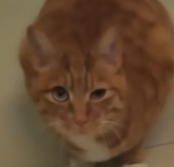【宠物】小猫蹲地上口吐绿沫,网友以为中毒急疯…主人却无动于衷,看清后才懂:命运戏弄大馋咪啊!(组图) - 14