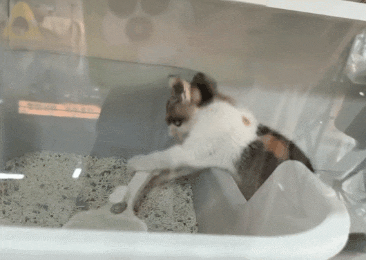【宠物】小猫蹲地上口吐绿沫,网友以为中毒急疯…主人却无动于衷,看清后才懂:命运戏弄大馋咪啊!(组图) - 27