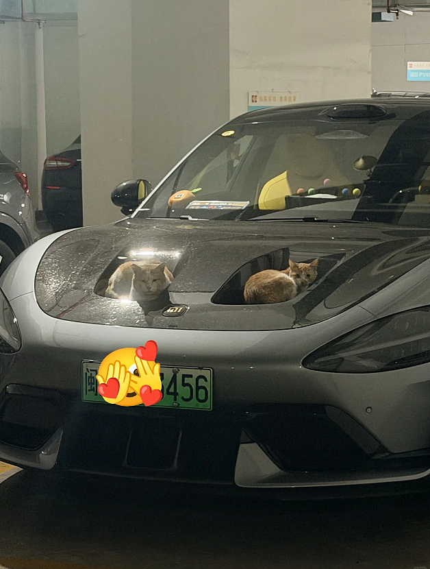【宠物】小猫蹲地上口吐绿沫,网友以为中毒急疯…主人却无动于衷,看清后才懂:命运戏弄大馋咪啊!(组图) - 9