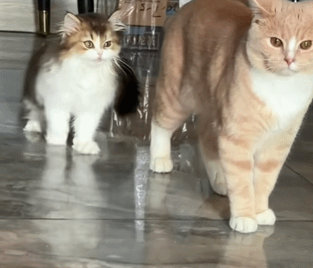 【宠物】小猫蹲地上口吐绿沫,网友以为中毒急疯…主人却无动于衷,看清后才懂:命运戏弄大馋咪啊!(组图) - 30
