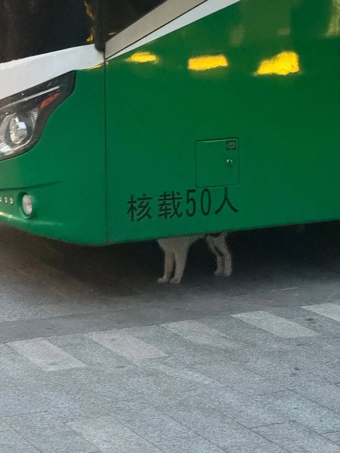【宠物】小猫蹲地上口吐绿沫,网友以为中毒急疯…主人却无动于衷,看清后才懂:命运戏弄大馋咪啊!(组图) - 2