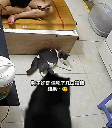 【宠物】小猫蹲地上口吐绿沫,网友以为中毒急疯…主人却无动于衷,看清后才懂:命运戏弄大馋咪啊!(组图) - 20