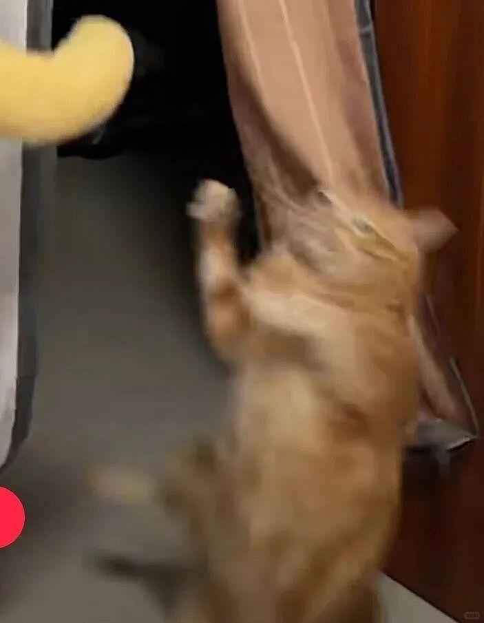 【宠物】小猫蹲地上口吐绿沫,网友以为中毒急疯…主人却无动于衷,看清后才懂:命运戏弄大馋咪啊!(组图) - 8